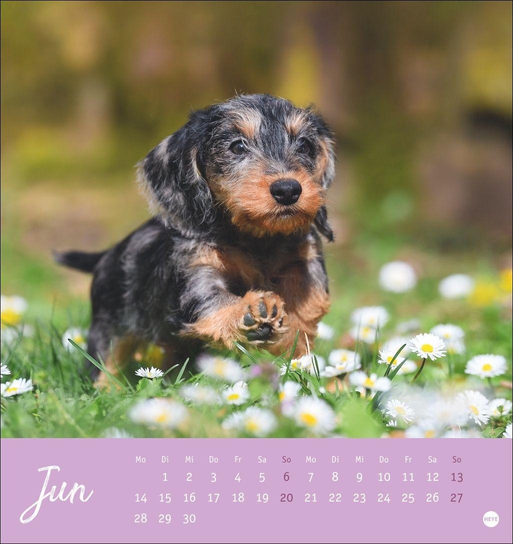 Beispielinhalt (Bild) Dackel Postkartenkalender 2027