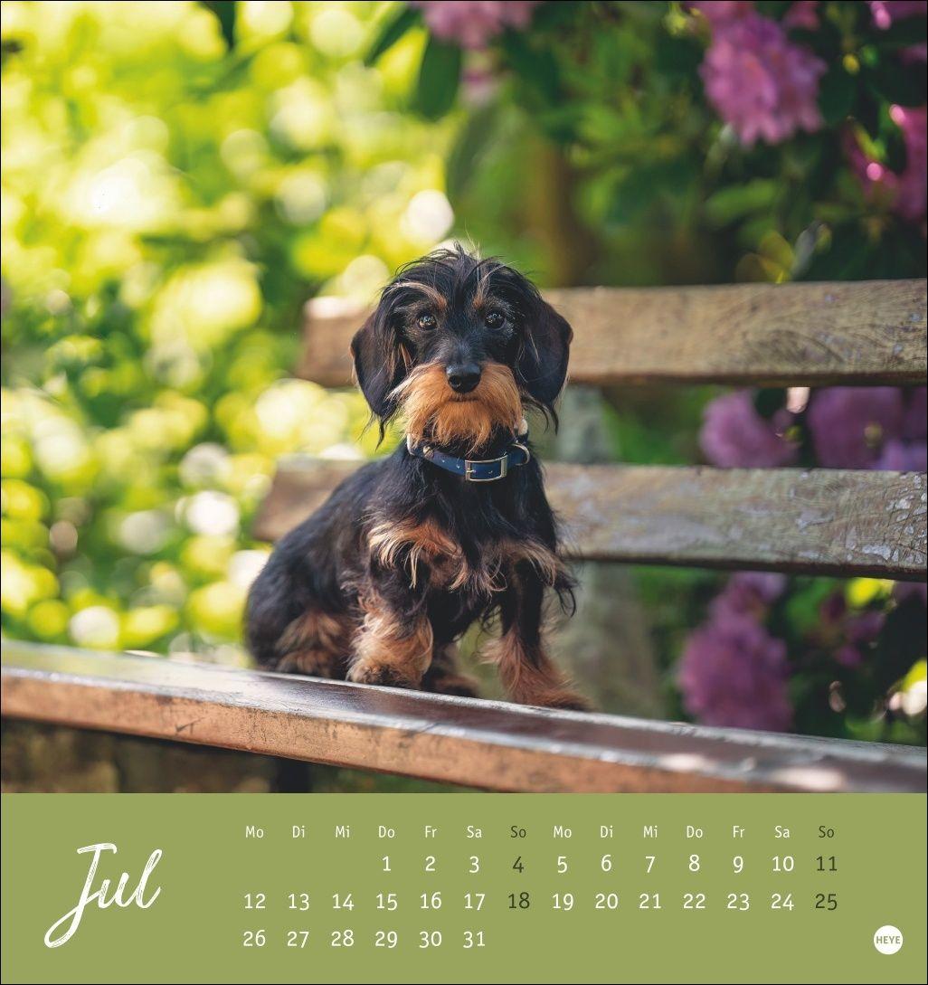 Beispielinhalt (Bild) Dackel Postkartenkalender 2027