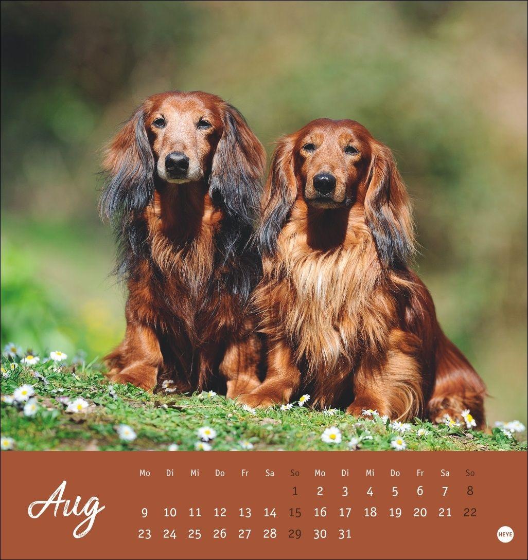 Beispielinhalt (Bild) Dackel Postkartenkalender 2027