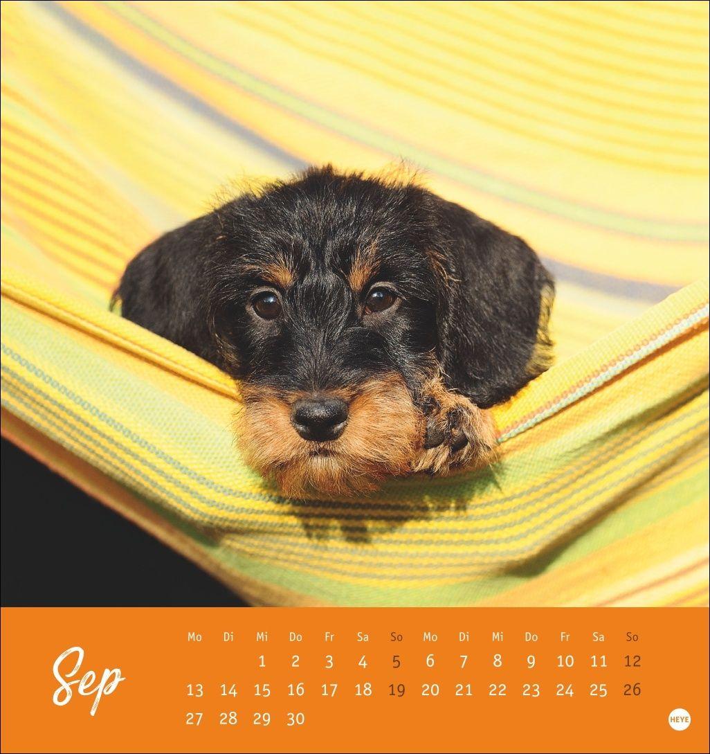 Beispielinhalt (Bild) Dackel Postkartenkalender 2027