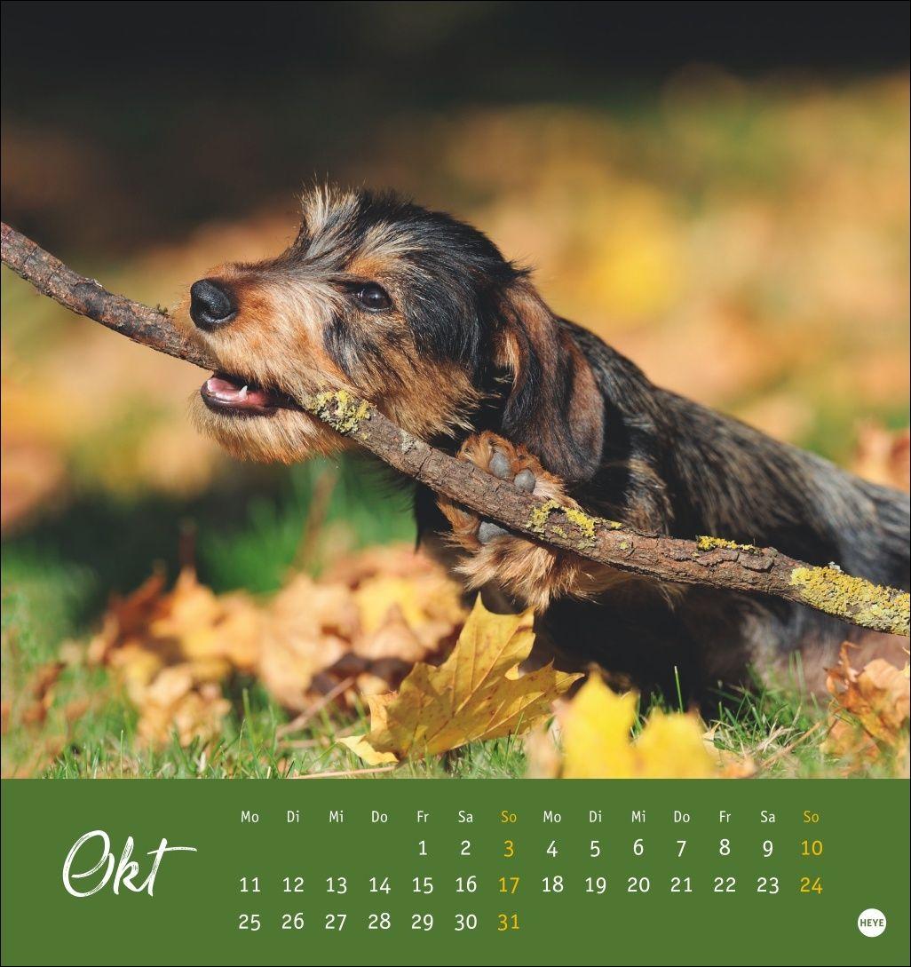 Beispielinhalt (Bild) Dackel Postkartenkalender 2027