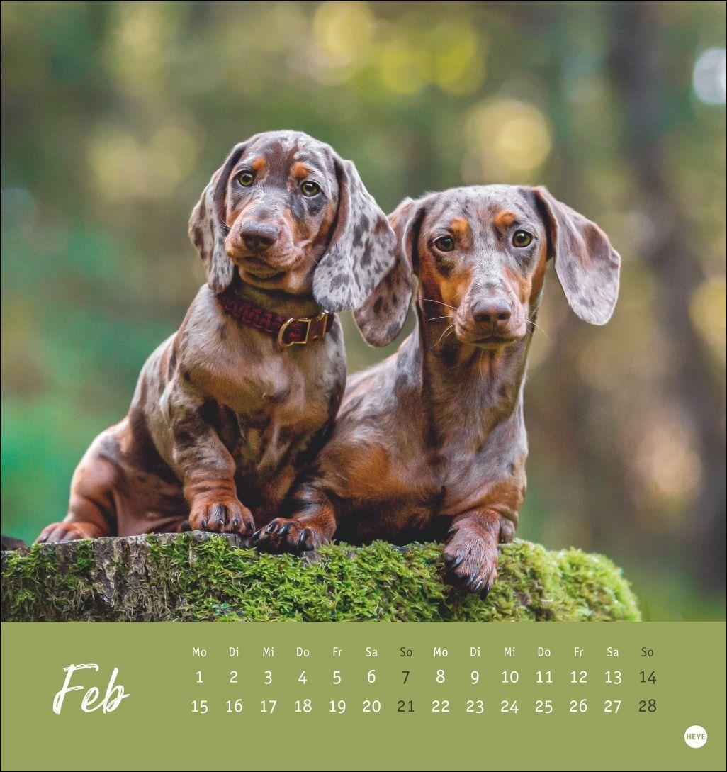 Beispielinhalt (Bild) Dackel Postkartenkalender 2027