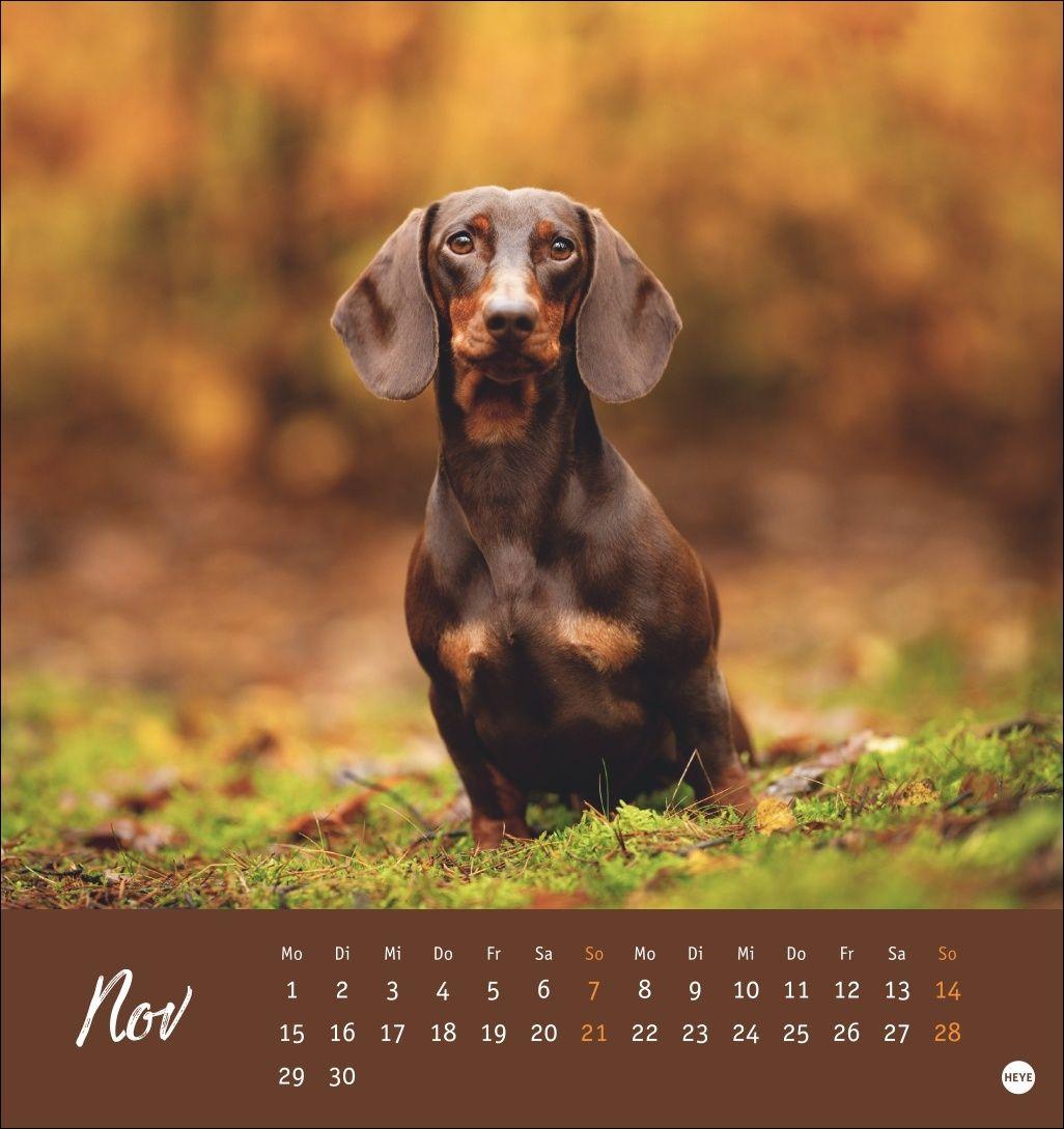 Beispielinhalt (Bild) Dackel Postkartenkalender 2027