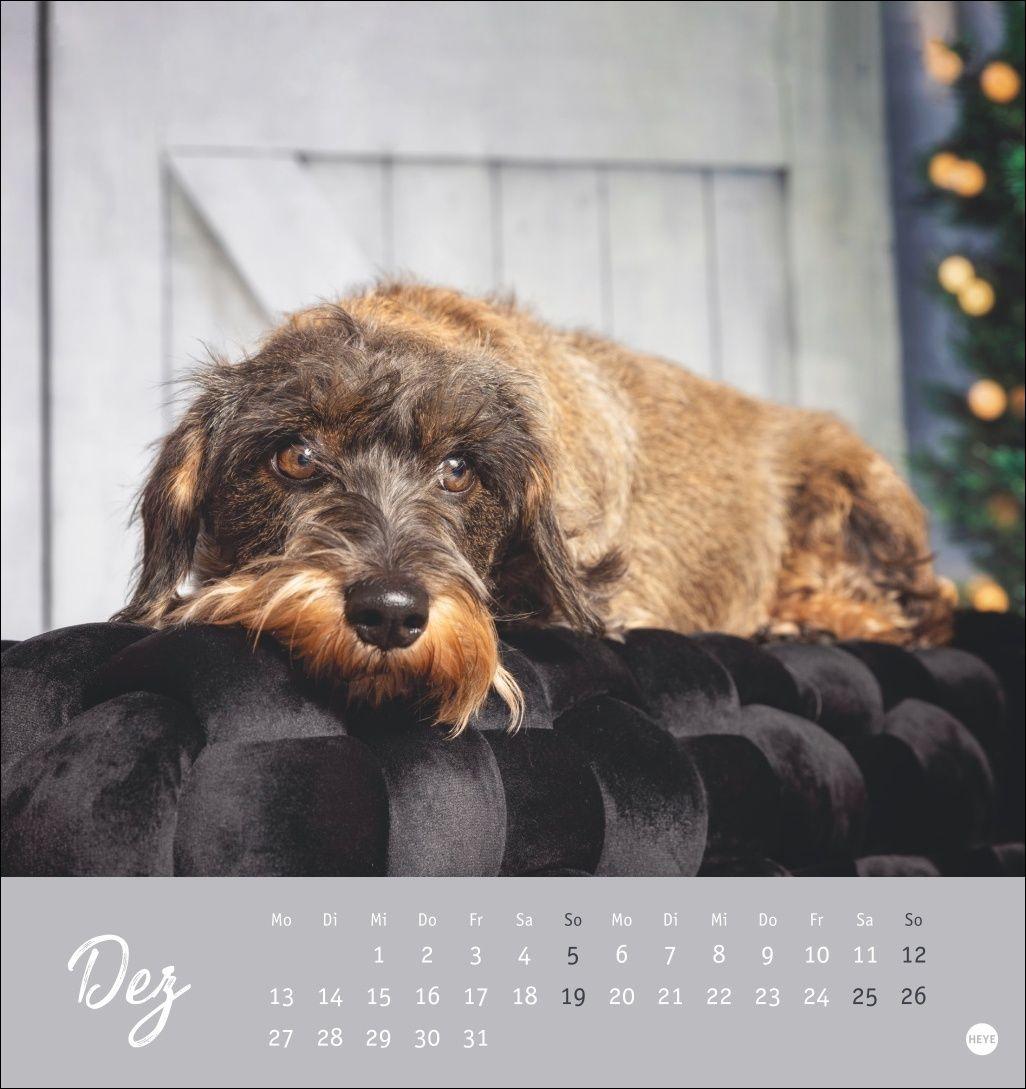 Beispielinhalt (Bild) Dackel Postkartenkalender 2027