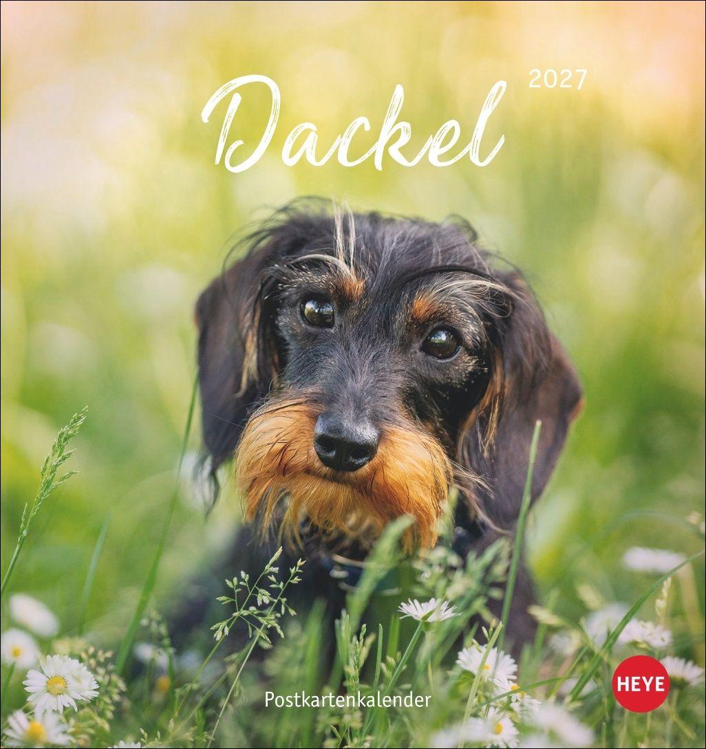 Vorderes Coverbild Dackel Postkartenkalender 2027
