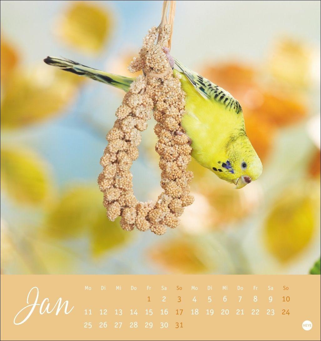 Beispielinhalt (Bild) Freche Wellensittiche Postkartenkalender 2027