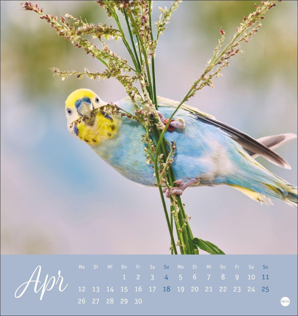 Beispielinhalt (Bild) Freche Wellensittiche Postkartenkalender 2027