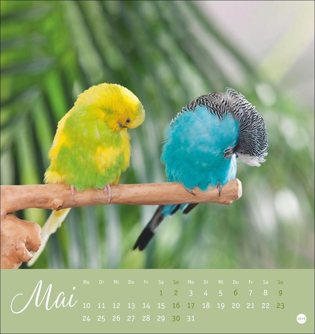 Beispielinhalt (Bild) Freche Wellensittiche Postkartenkalender 2027