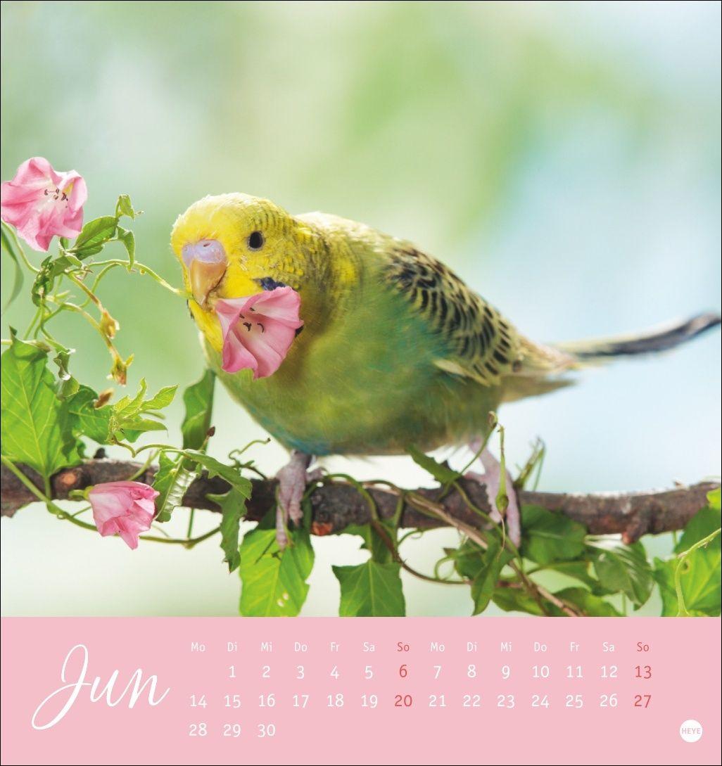 Beispielinhalt (Bild) Freche Wellensittiche Postkartenkalender 2027