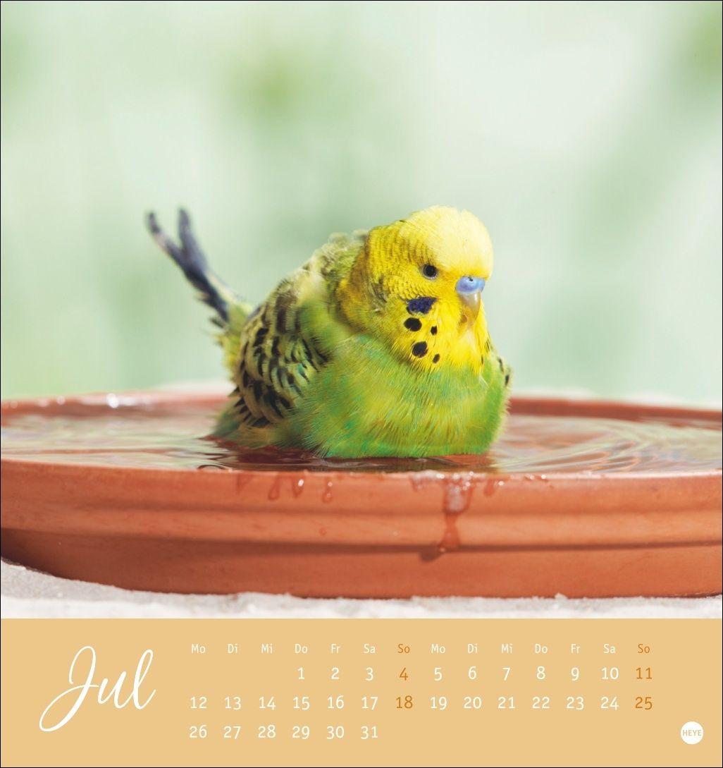 Beispielinhalt (Bild) Freche Wellensittiche Postkartenkalender 2027