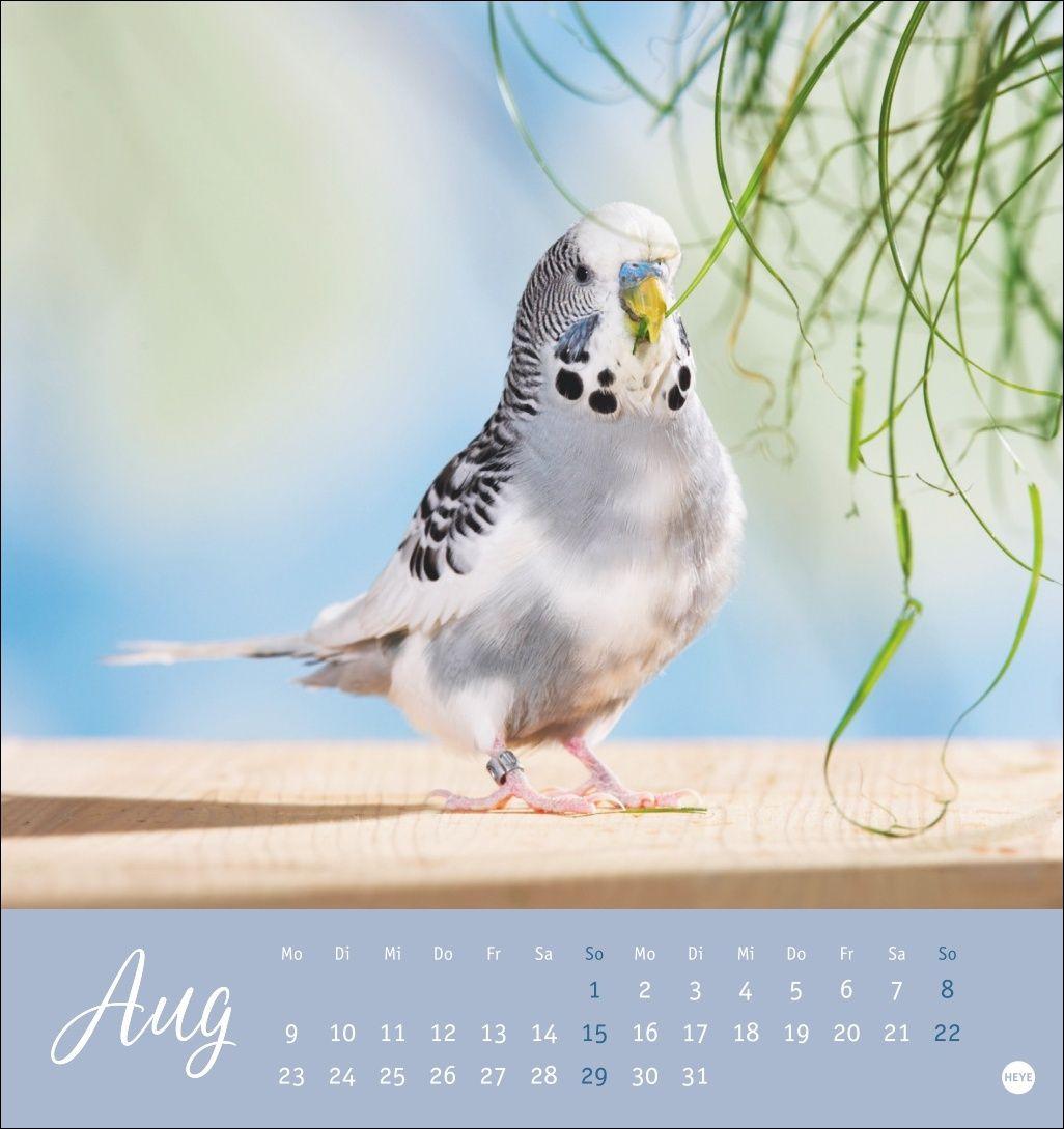 Beispielinhalt (Bild) Freche Wellensittiche Postkartenkalender 2027