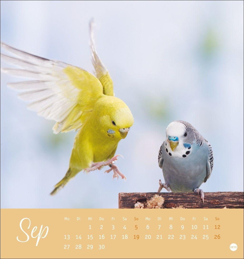 Beispielinhalt (Bild) Freche Wellensittiche Postkartenkalender 2027
