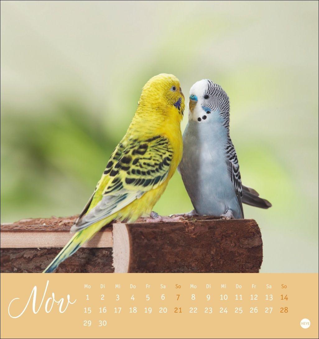 Beispielinhalt (Bild) Freche Wellensittiche Postkartenkalender 2027