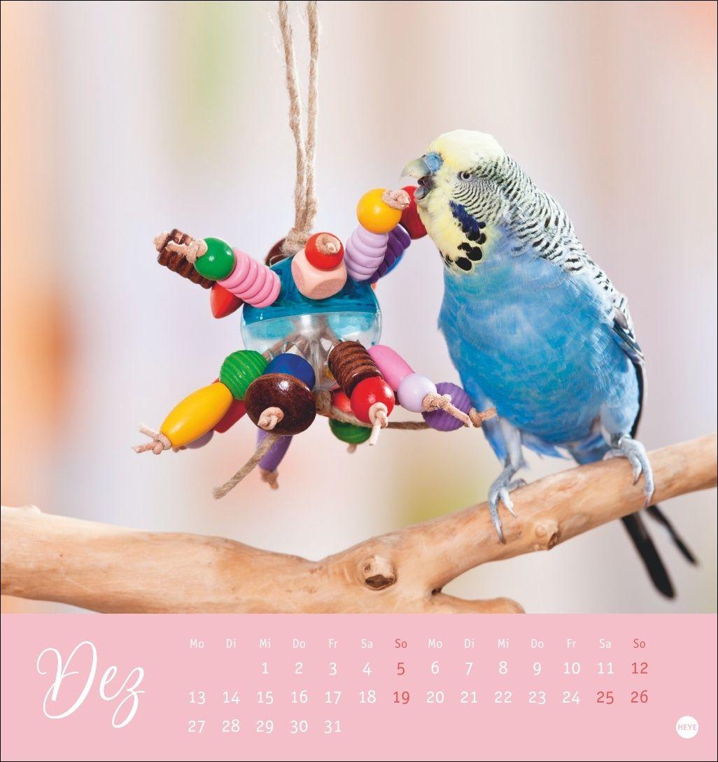 Beispielinhalt (Bild) Freche Wellensittiche Postkartenkalender 2027