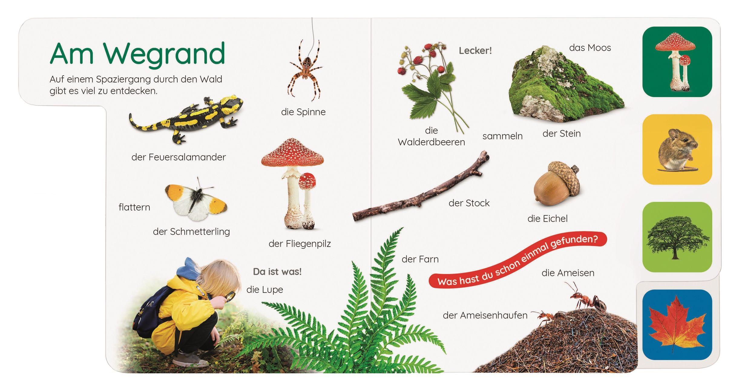Beispielinhalt (Bild) Erstes Lernen Pocket. Im Wald