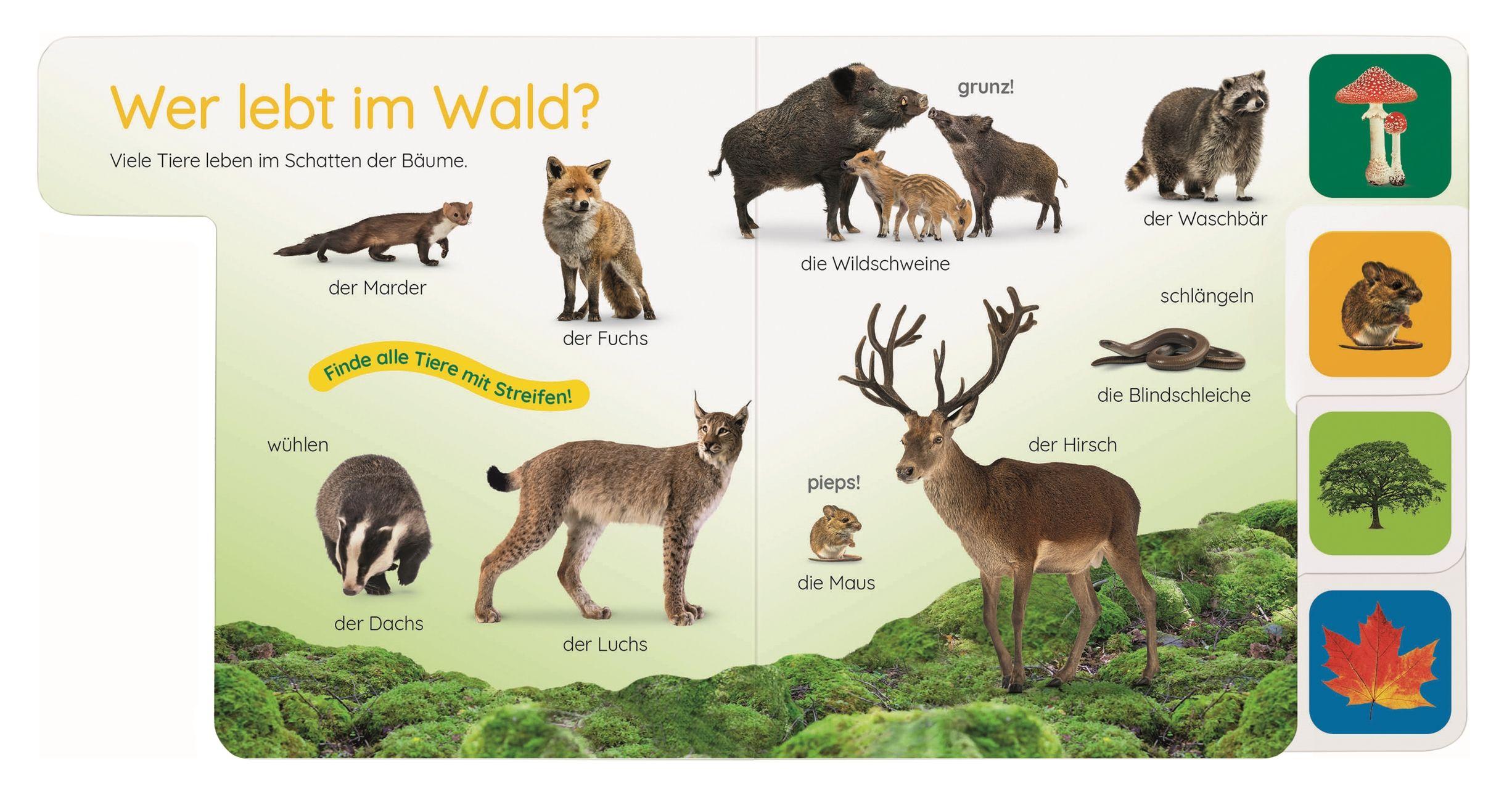 Beispielinhalt (Bild) Erstes Lernen Pocket. Im Wald