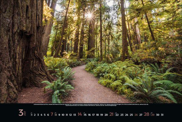 Beispielinhalt (Bild) Magische Wälder 2027