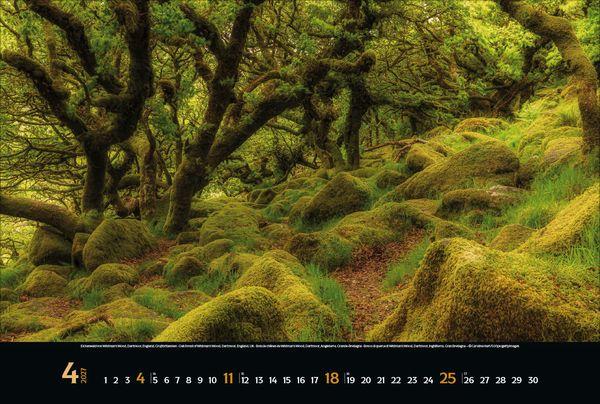 Beispielinhalt (Bild) Magische Wälder 2027