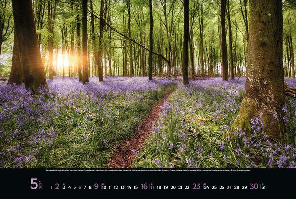 Beispielinhalt (Bild) Magische Wälder 2027