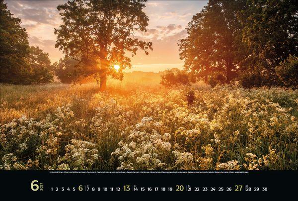 Beispielinhalt (Bild) Magische Wälder 2027