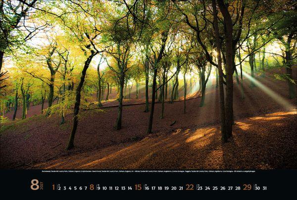 Beispielinhalt (Bild) Magische Wälder 2027