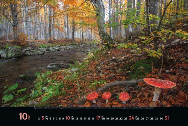 Beispielinhalt (Bild) Magische Wälder 2027