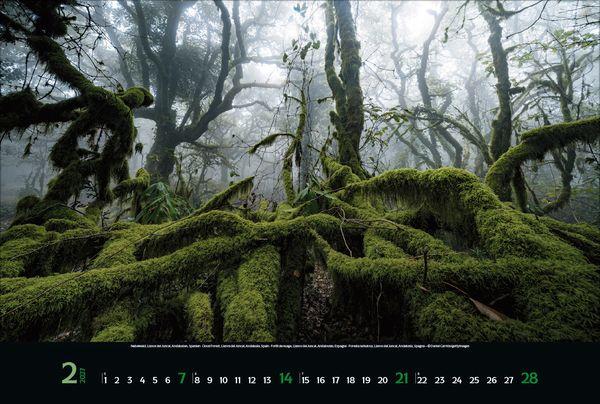 Beispielinhalt (Bild) Magische Wälder 2027