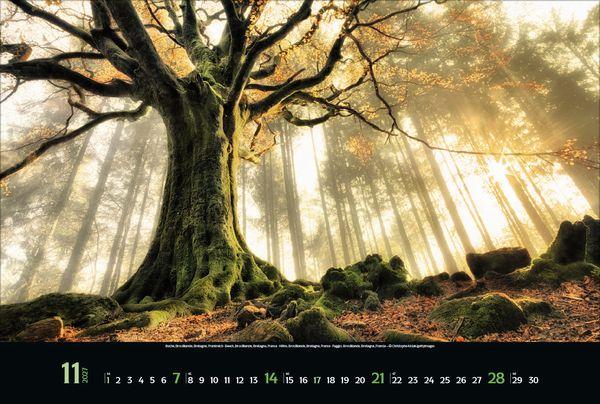 Beispielinhalt (Bild) Magische Wälder 2027