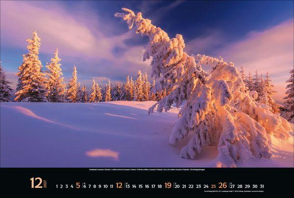 Beispielinhalt (Bild) Magische Wälder 2027