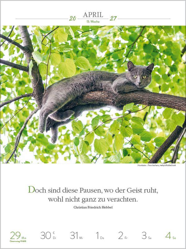 Beispielinhalt (Bild) Literaturkalender Katzen 2027