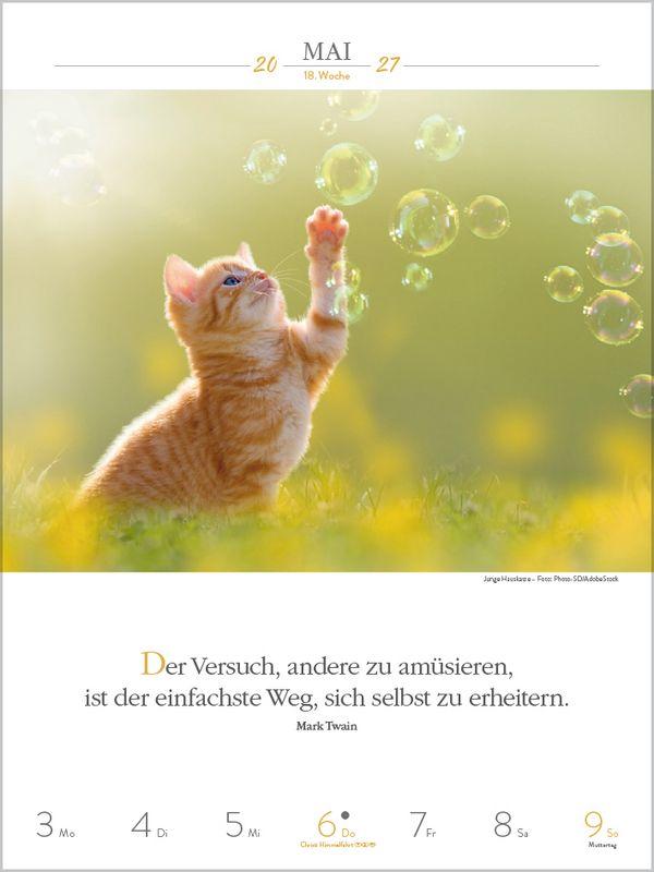 Beispielinhalt (Bild) Literaturkalender Katzen 2027