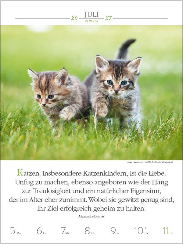 Beispielinhalt (Bild) Literaturkalender Katzen 2027