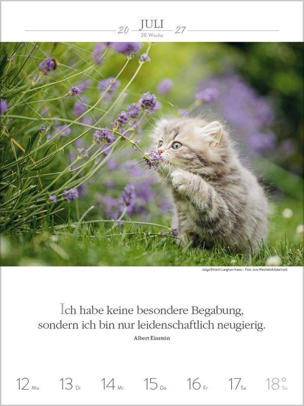 Beispielinhalt (Bild) Literaturkalender Katzen 2027