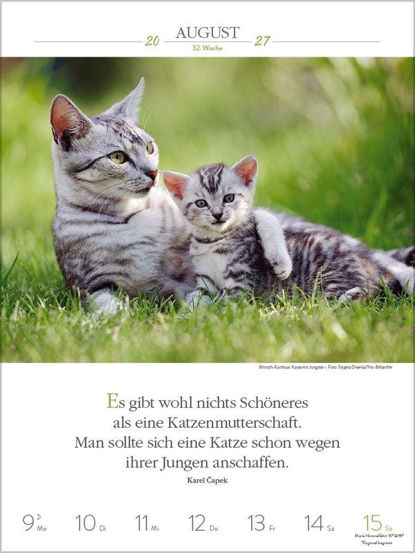 Beispielinhalt (Bild) Literaturkalender Katzen 2027