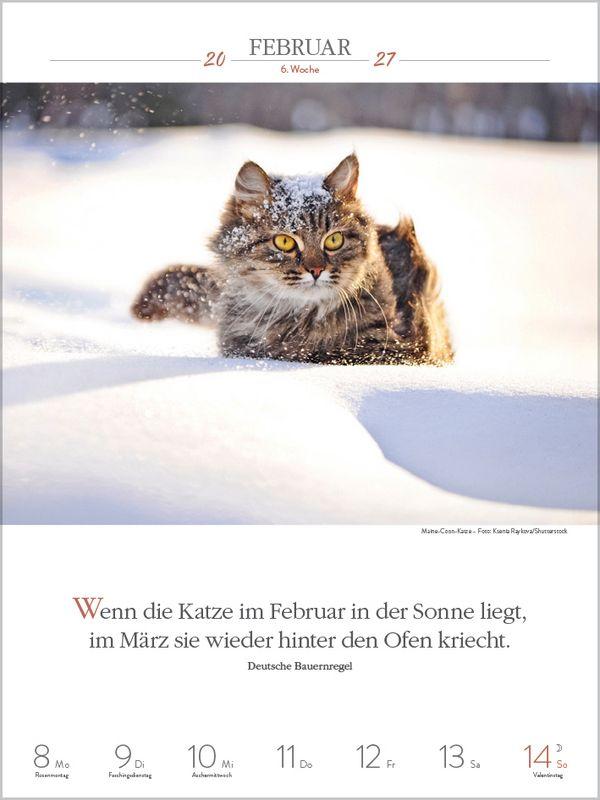 Beispielinhalt (Bild) Literaturkalender Katzen 2027