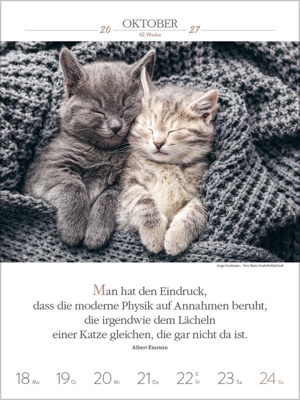 Beispielinhalt (Bild) Literaturkalender Katzen 2027
