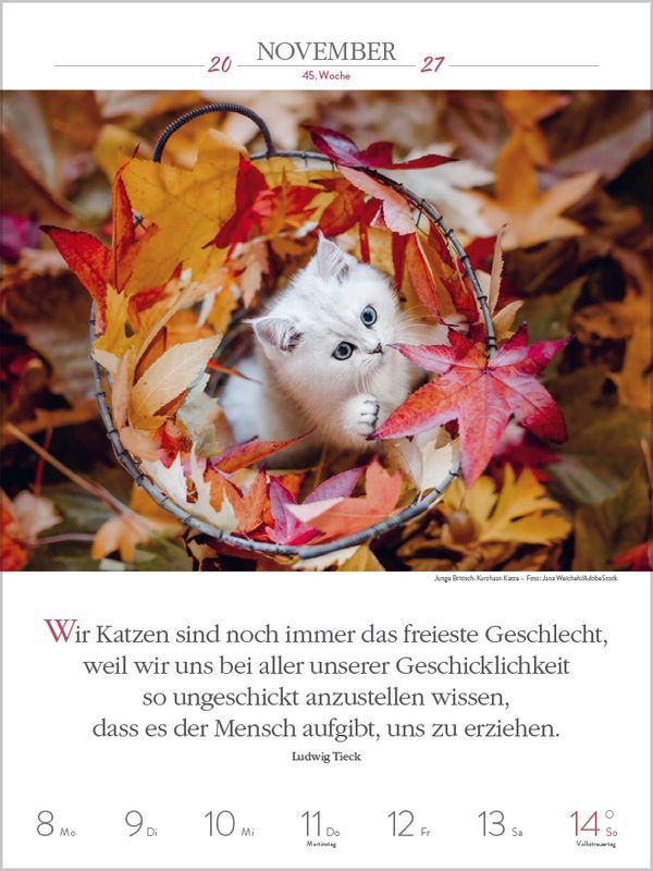 Beispielinhalt (Bild) Literaturkalender Katzen 2027