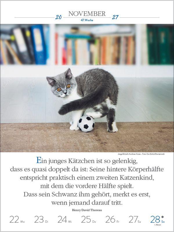 Beispielinhalt (Bild) Literaturkalender Katzen 2027