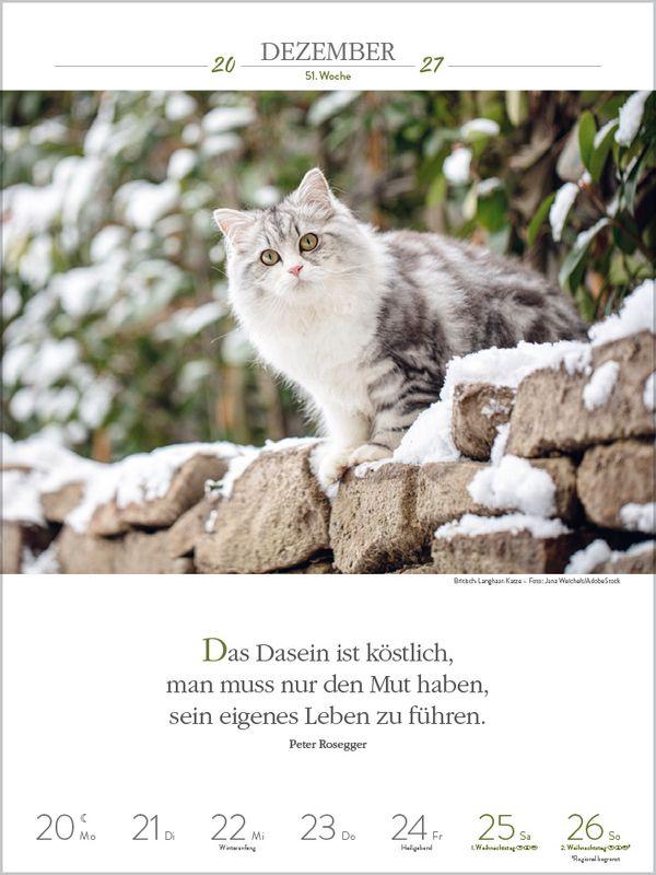 Beispielinhalt (Bild) Literaturkalender Katzen 2027
