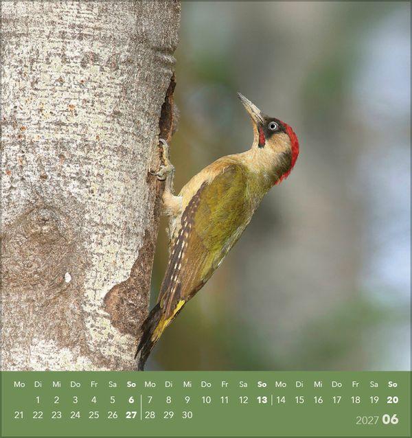 Beispielinhalt (Bild) Vögel unserer Heimat 2027