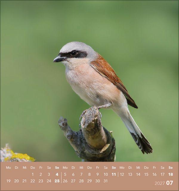 Beispielinhalt (Bild) Vögel unserer Heimat 2027