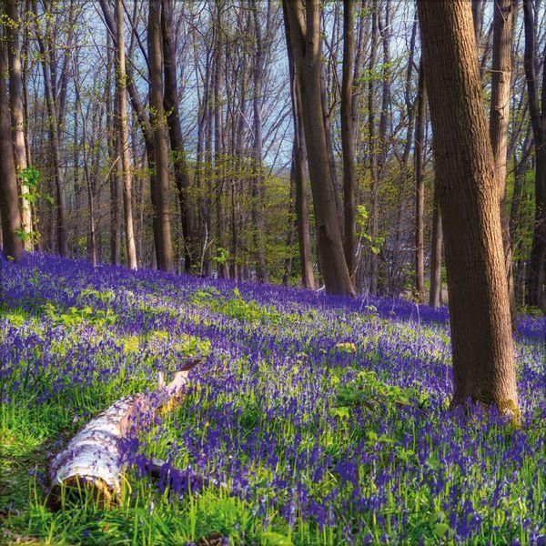 Beispielinhalt (Bild) Magische Wälder 2027