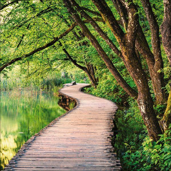 Beispielinhalt (Bild) Magische Wälder 2027