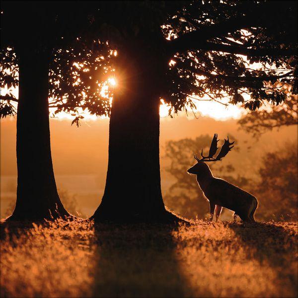 Beispielinhalt (Bild) Magische Wälder 2027