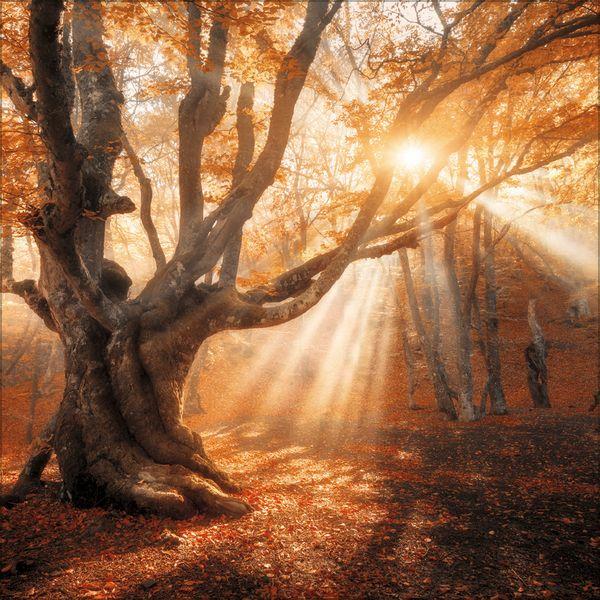 Beispielinhalt (Bild) Magische Wälder 2027