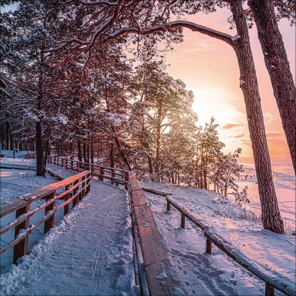 Beispielinhalt (Bild) Magische Wälder 2027