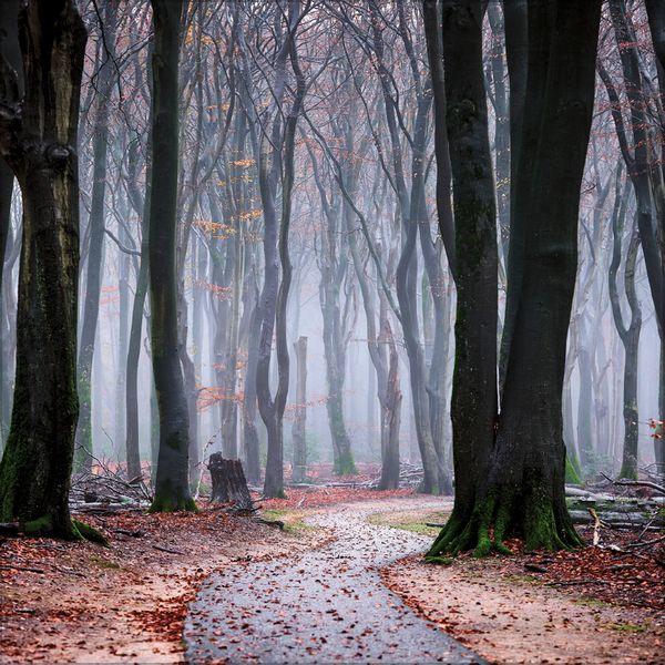 Beispielinhalt (Bild) Magische Wälder 2027