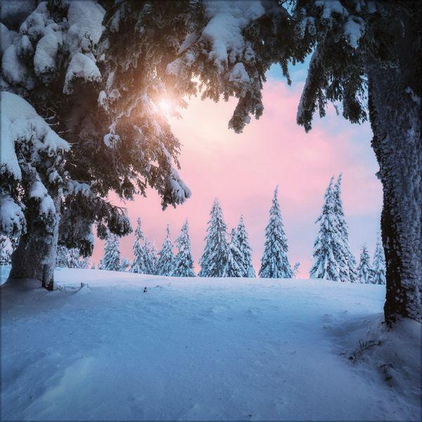 Beispielinhalt (Bild) Magische Wälder 2027