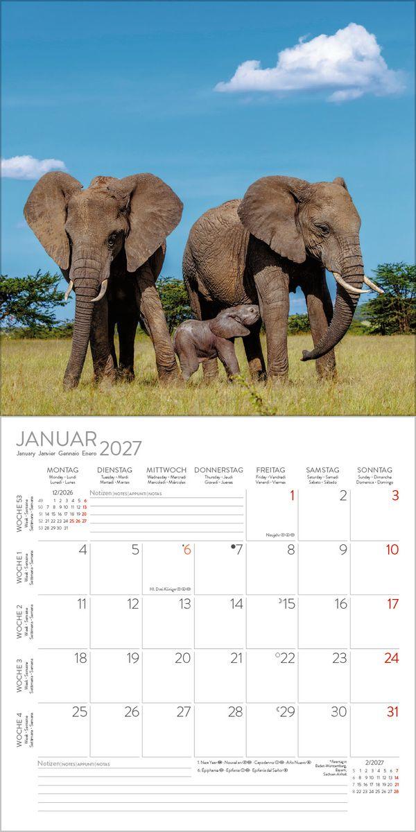 Beispielinhalt (Bild) Elefanten 2027