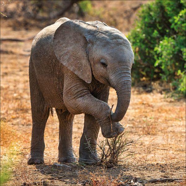 Beispielinhalt (Bild) Elefanten 2027